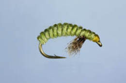 Rhyacophila Larva