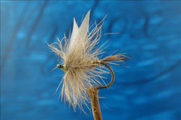 Gold Ribbed Hare's Ear