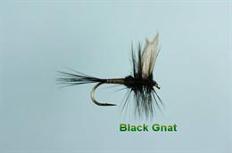 Black Gnat