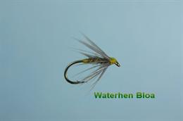 Waterhen Bloa
