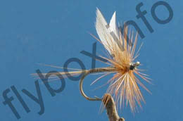 Orange Quill