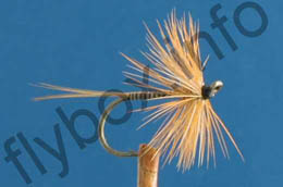Ginger Quill Hackled