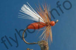 Lunn's Red Ant