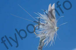 Hare's Ear