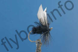 Hawthorne Fly