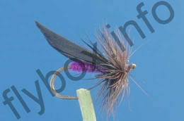 Gilbey's Lilttle Dark Sedge