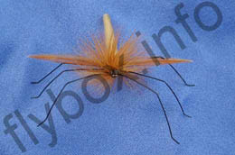 Mandy's Daddy Longlegs