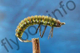 Caddis Pupa