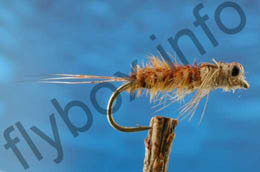 Heptagenid Nymph