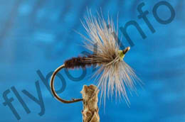 Herefordshire Alder