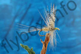 Blue Winged Olive