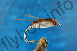 Corixa
