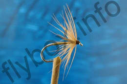 Stewart's Red Spider