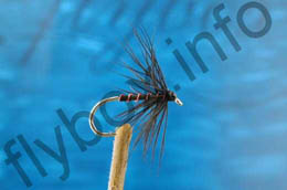 Black Spider