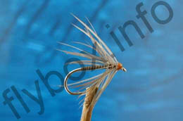Stonefly