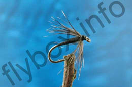 Black Gnat Spider