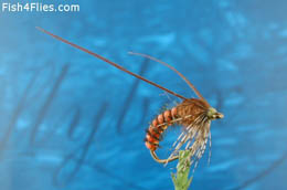 Swannundaze Sedge Pupa