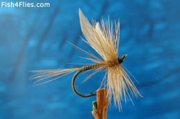 Ginger Quill