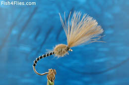 Bithell' Shuttlecock