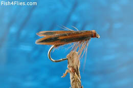 Brown Slow Water Caddis