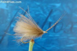 Elie's CDC Sedge