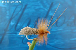Goddard's Sedge Amber