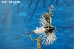 Coffin Fly