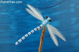 Adult Blue Damsel