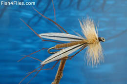 Walker's Crane Fly