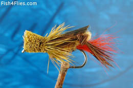 Grasshopper