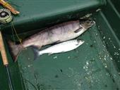 Salmon (Atlantic) 17lb & 3lb