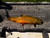Tiger Trout
