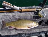 Brook Trout