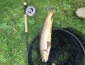 River wye still alive