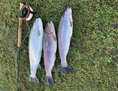 3 Deadly Trout Flies – The Invincible White Cats Leech (Pack Of 3)