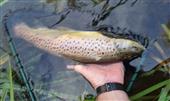 The cream le petite CDC was the only fly that worked, a small hatch of pale wateries started at around 3.00pm