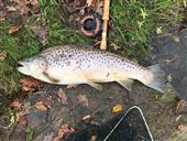 After a brilliant fight this beauty below netted and safely returned. Weighted in at 9.75lbs