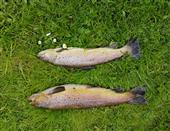 5.lb & 3.lb Brown Trout