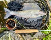 PB Grayling
