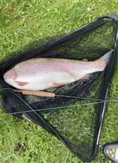 Monster trout - 27” long