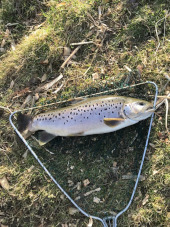 Lovely Plump 4.50lb Brown Trout