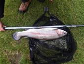 9.25 lbs rainbow 70 cm length
