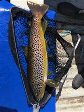 3lb 2oz Brownie