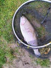 Nine pounds eight ounces using a size 14 Griffith gnat