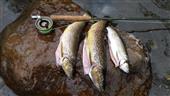 Two brown trout and one rainbow