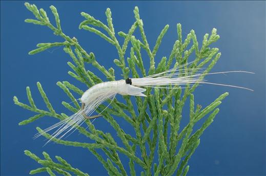 Glass Shrimp