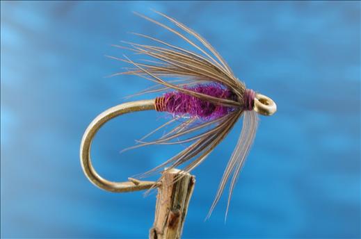 Moorhen & Purple Spider