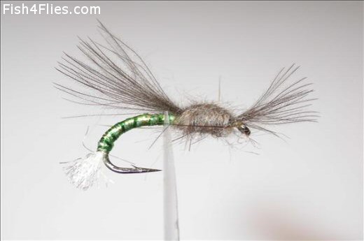 Emerger Midge Olive