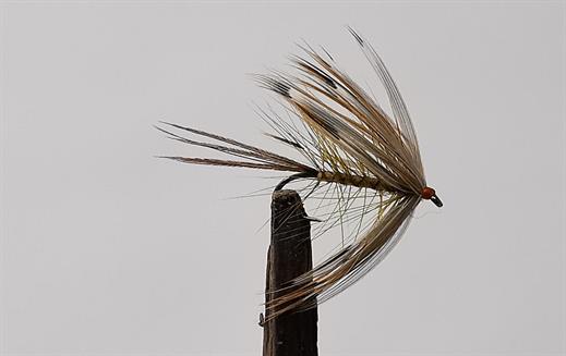 French Partridge Mayfly