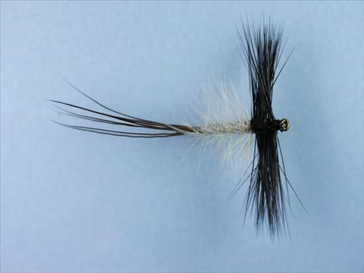 Spent Male Mayfly